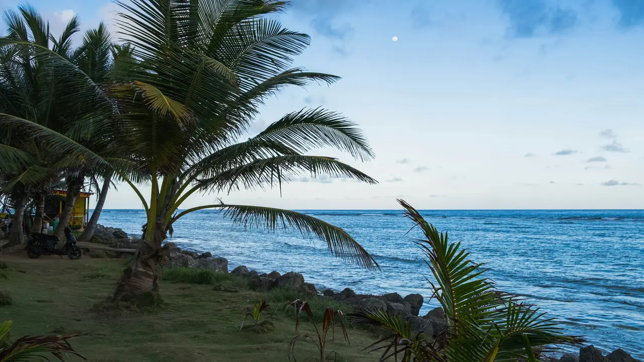 Costa caribeña con palmeras y mar azul