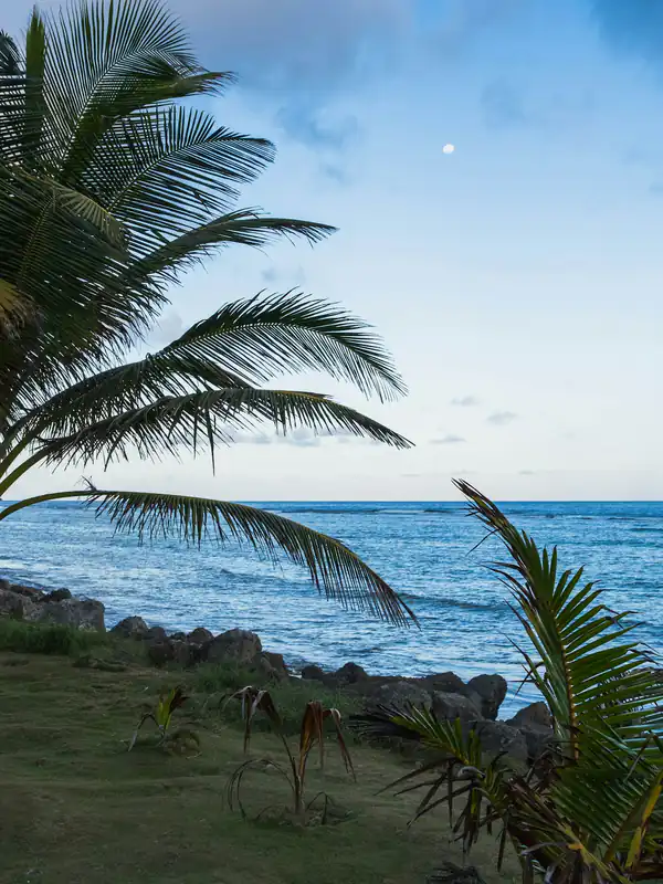 Costa caribeña con palmeras y mar azul